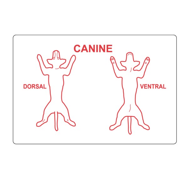 Canine Dorsal Ventral Label 2" x 3" White w/Red